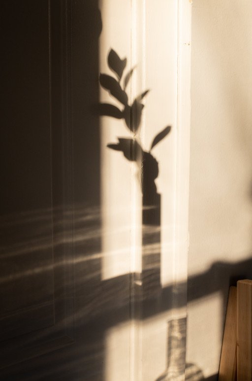 The Ultimate Guide to Hardy Low Light Indoor Plants: Thriving in the Shadows