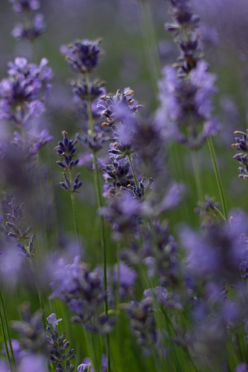 The Comprehensive Guide to Lavender Oils: Benefits, Uses, and Quality Selection