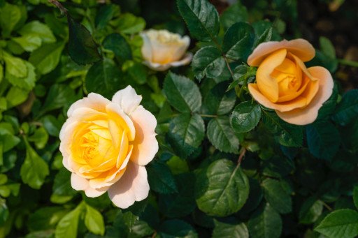 The Comprehensive Guide to the Yellow Rose of Sharon: Cultivation, Care, and Landscaping Uses