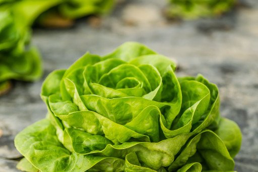 The Ultimate Guide to Growing Lettuce Indoors
