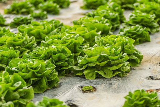 Indoor Lettuce Cultivation Tips
