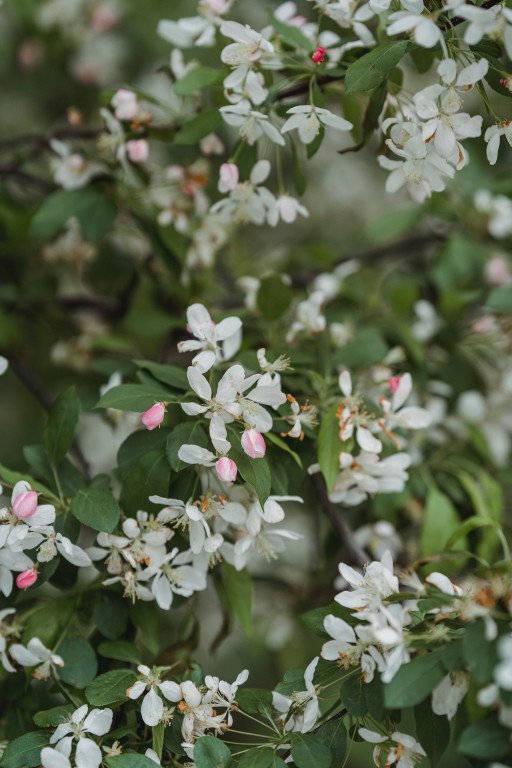 The Comprehensive Guide to Cultivating and Caring for Jasmine Leaves