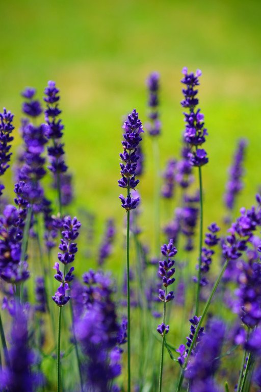 The Ultimate Guide to Cultivating Mini Lavender Plants Indoors