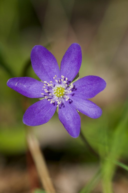 Purple Passion Plant Toxicity