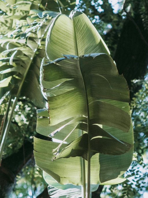 Ultimate Guide to Big Leaf Indoor Trees: Enhance Your Space with Nature's Majesty