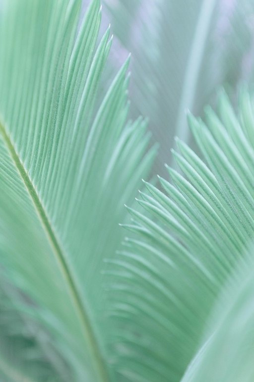 Comprehensive Guide to Sago Palm Toxicity Treatment