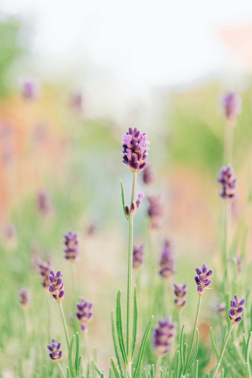 The Ultimate Guide to Pruning Lavender in Spring for Optimal Growth and Bloom
