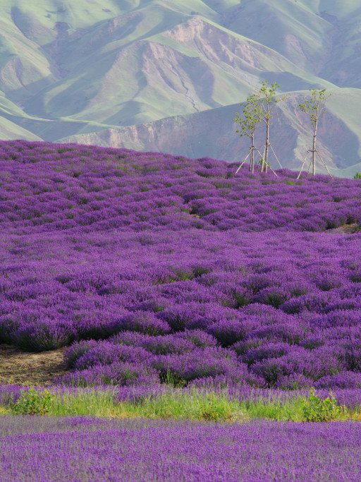 Spring Lavender Pruning Guide
