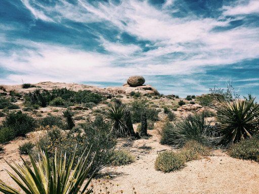 The Ultimate Guide to Thriving Desert Landscape Plants
